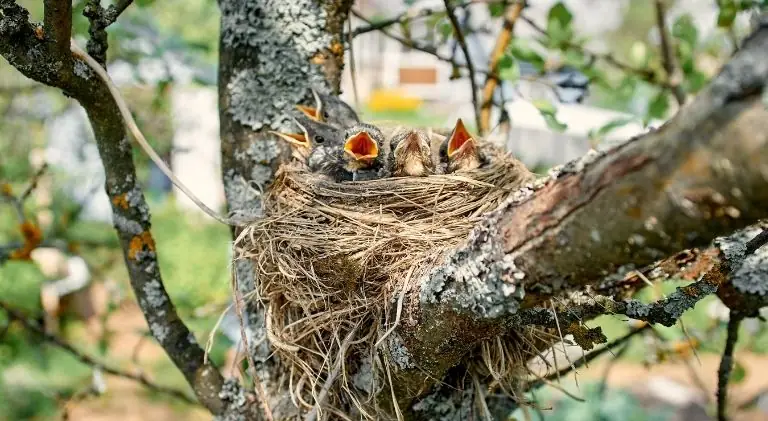 baby birds waiting for their mommy to come and feed them