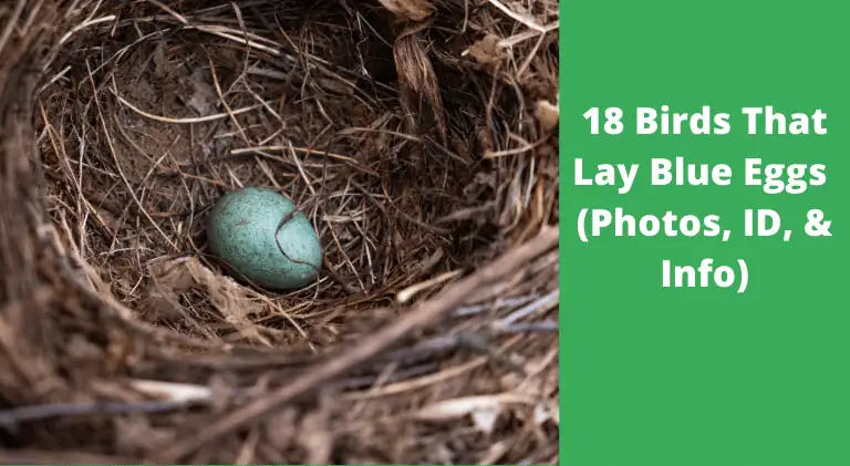 What Bird Lays Blue Eggs – (18 Types of Birds)