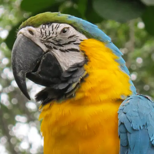 blue and yellow macaw a beautiful parrot that reminds me of Rio