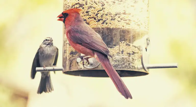 cardinal bird eating with a home spearrow from a birdfeeder