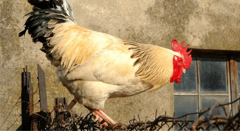 classic picture of a domestic rooster