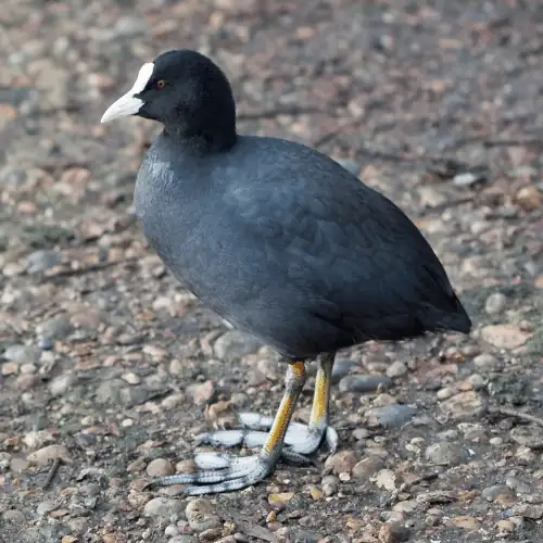 An American coot 