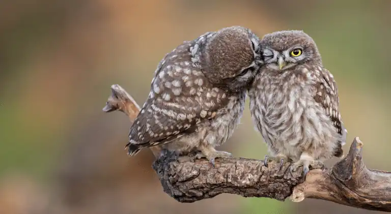 cute owls romance