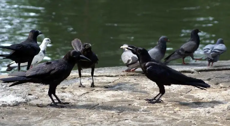 do crows bully pigeons