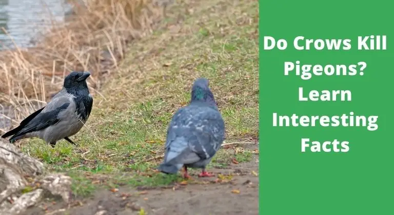 do crows kill pigeons