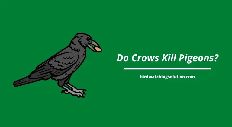 do crows kill pigeons