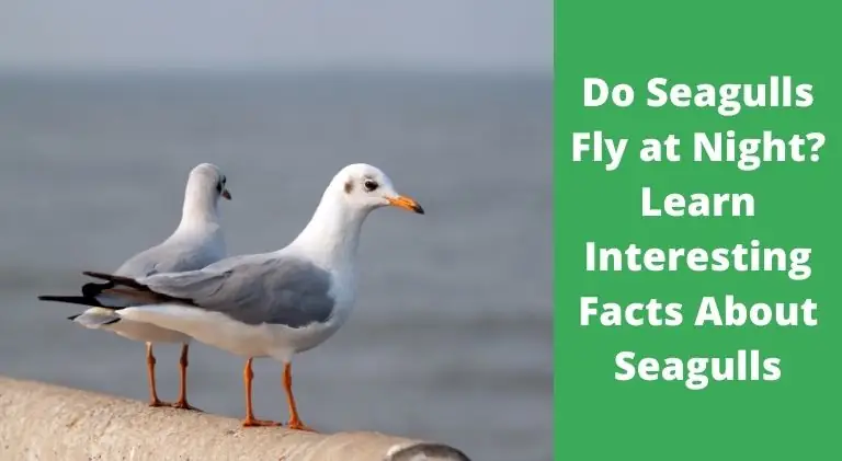 Do Seagulls Fly at Night? Let's Find Out - Birdwatching Solution