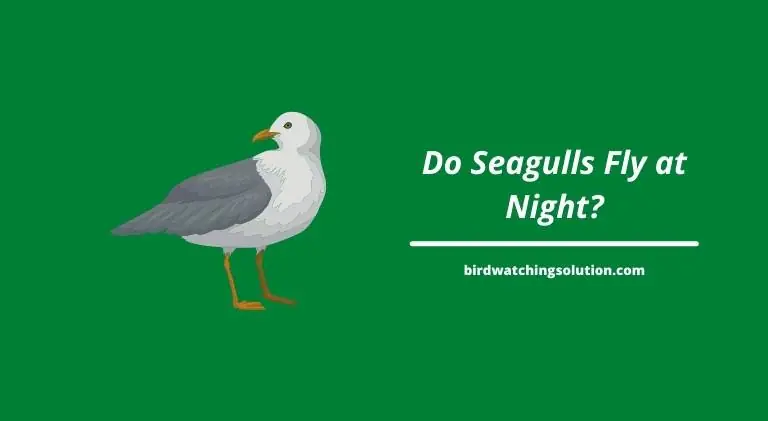 do seagulls fly at night