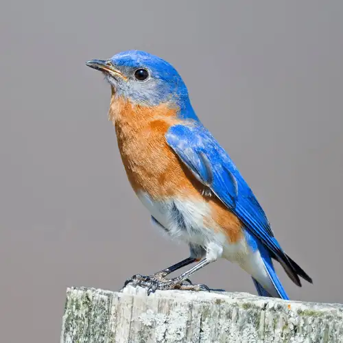 eastern bluebird - a blue color eggs laying bird 