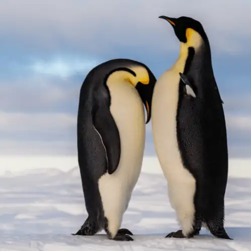 two cute emperor penguins