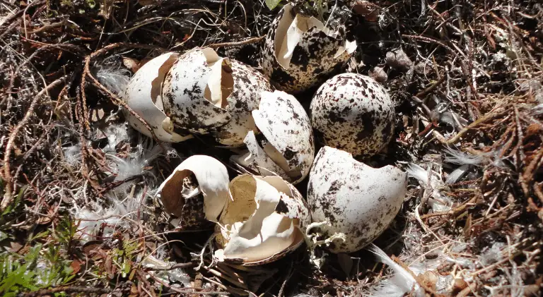 hatched bird eggs