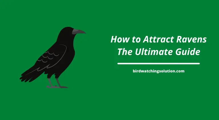 how to attract ravens