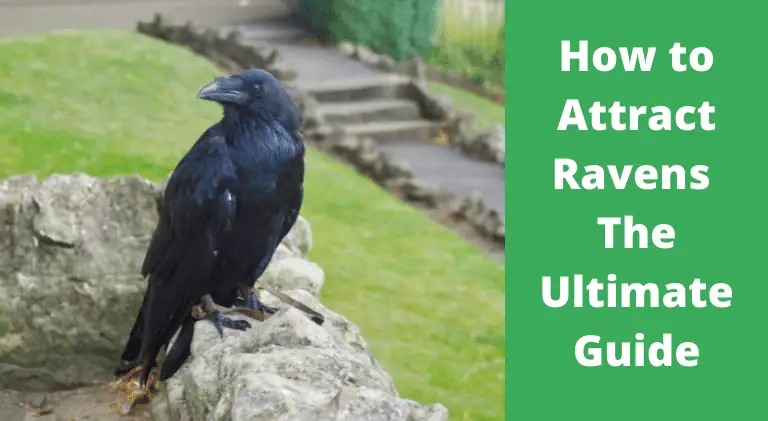 How to Attract Ravens: The Ultimate Guide