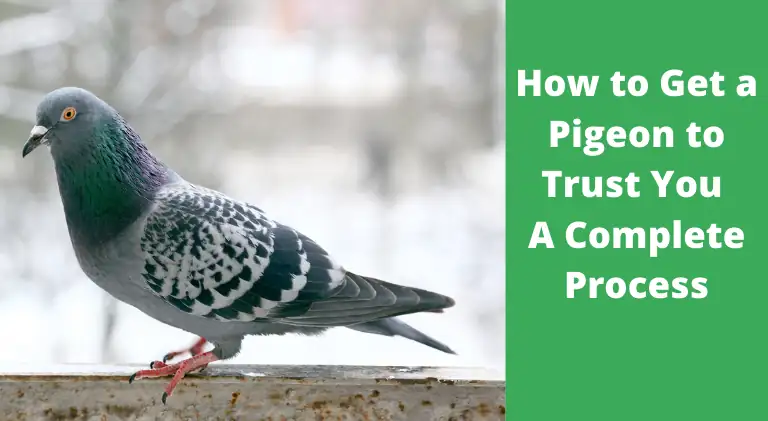 how to get a pigeon to trust you 1