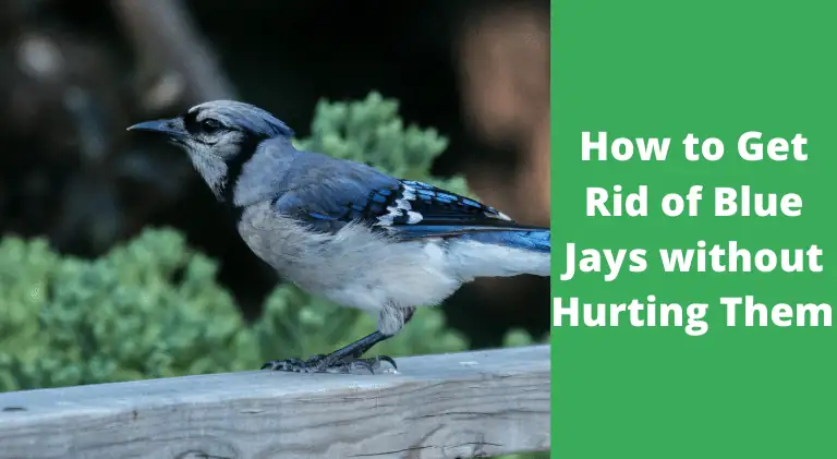 How to Get Rid of Blue Jays? (Without Hurting Them)