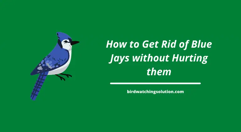 how to get rid of blue jays