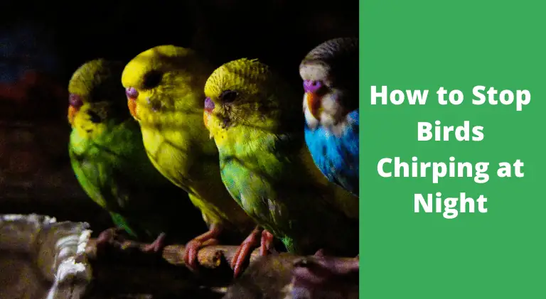How to Stop Birds Chirping at Night