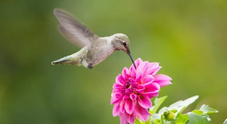 hummingbird drinking nectar from the flower