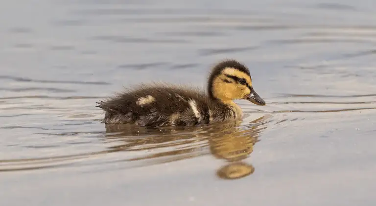 lonely baby duck swimming