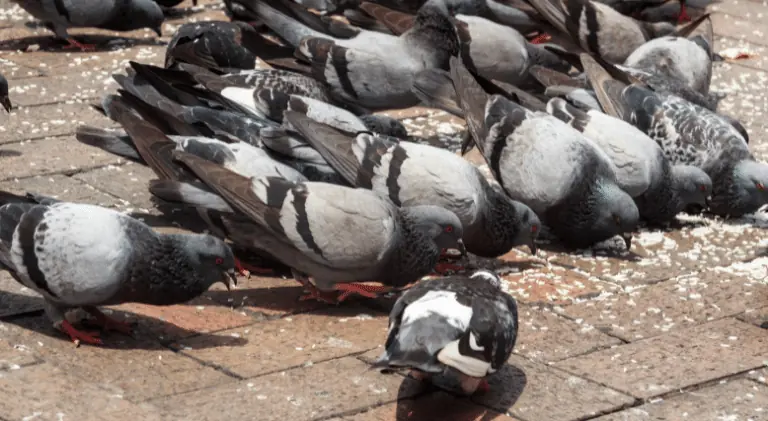 pigeons eating rice from the ground