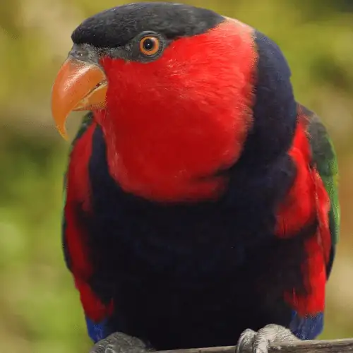 red flanked lorikeet - also lays blue eggs 