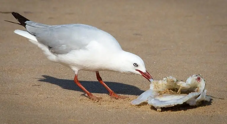 seagill eating on the beach