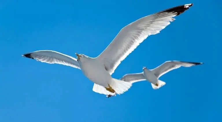 seagulls in an excellent flying formation