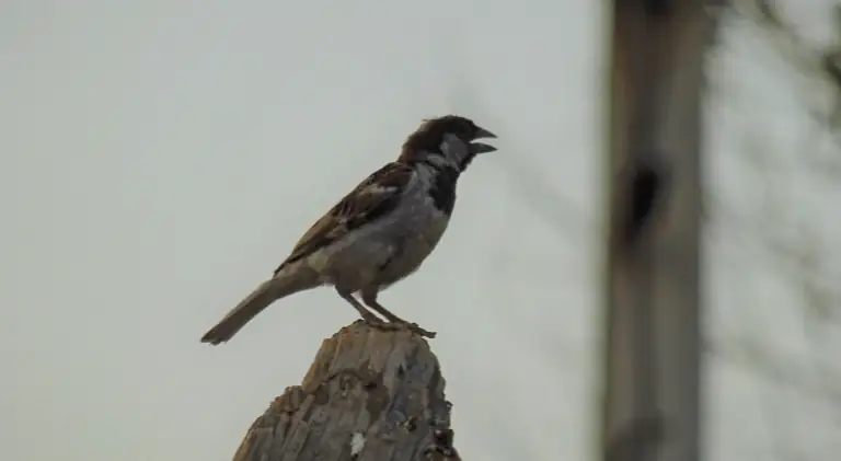 sparrow chirping