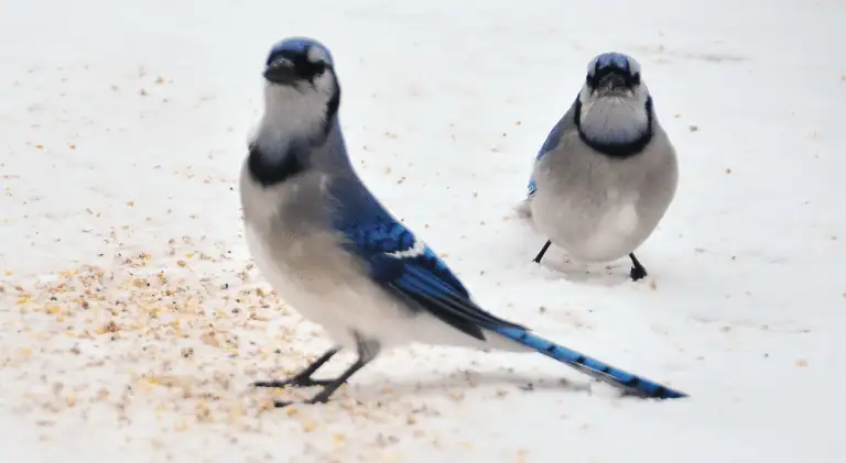 two blue jays looking here and there in an alert mode