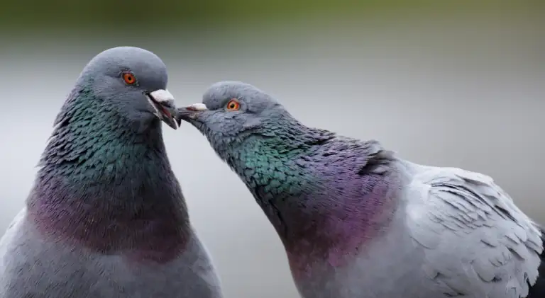 two cute pigeons kissing each other