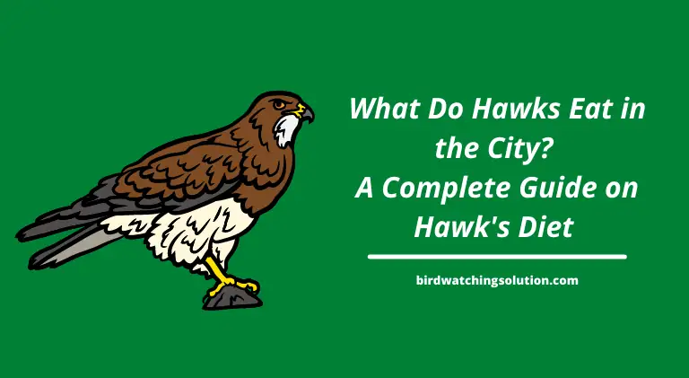 what do hawks eat in the city_