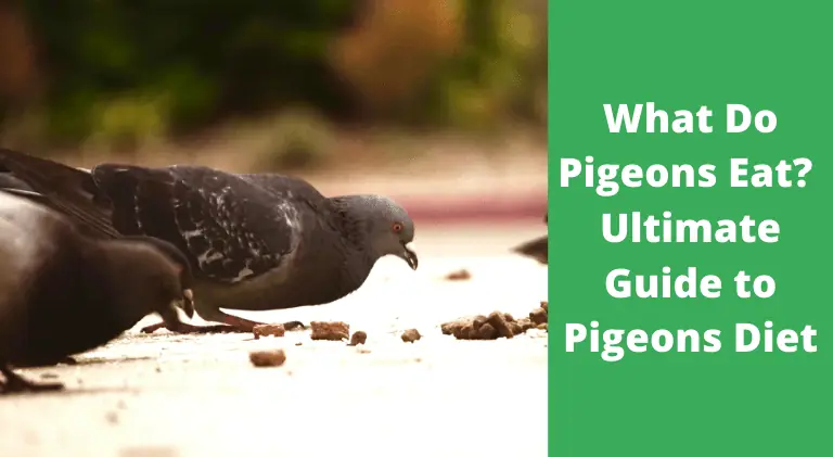 What Do Pigeons Eat? Ultimate Guide