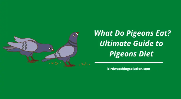 what do pigeons eat