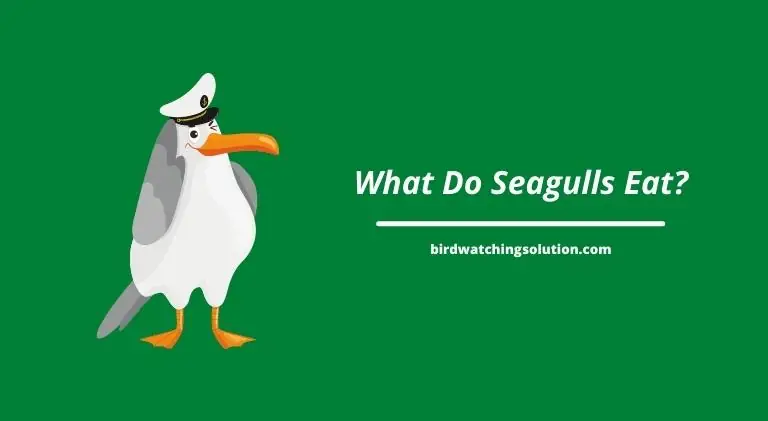 what do seagulls eat