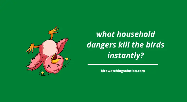 what household dangers kill the birds instantly 01
