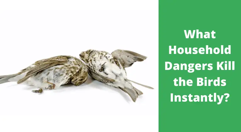 what household dangers kill the birds instantly