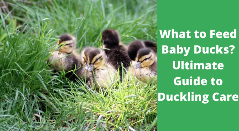 what to feed baby ducks