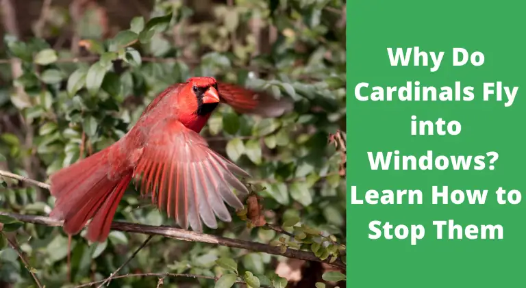 why do cardinals fly into windows 1