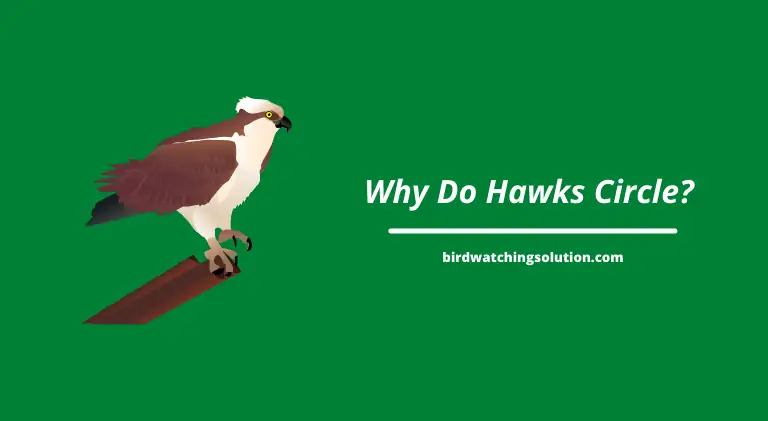 why do hawks circle?