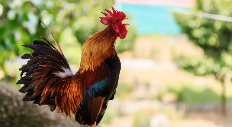 A gorgeous rooster crowing