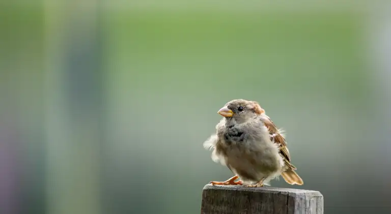 A sparrow is in shock