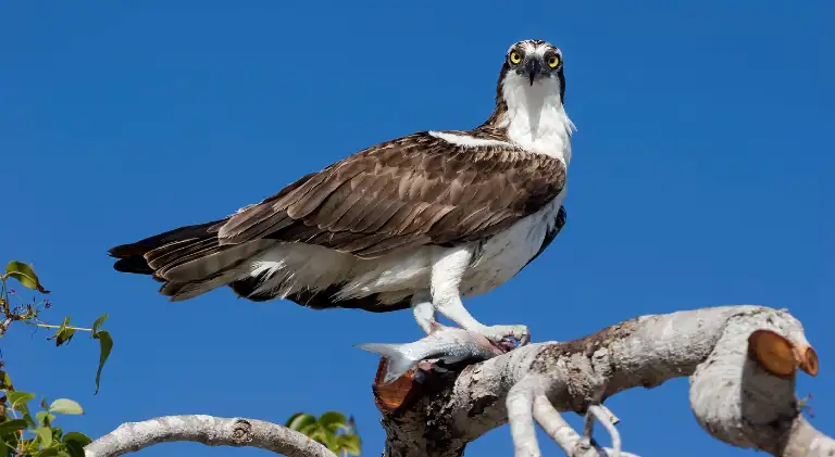 An osprey feasting just caught fish and about to eat