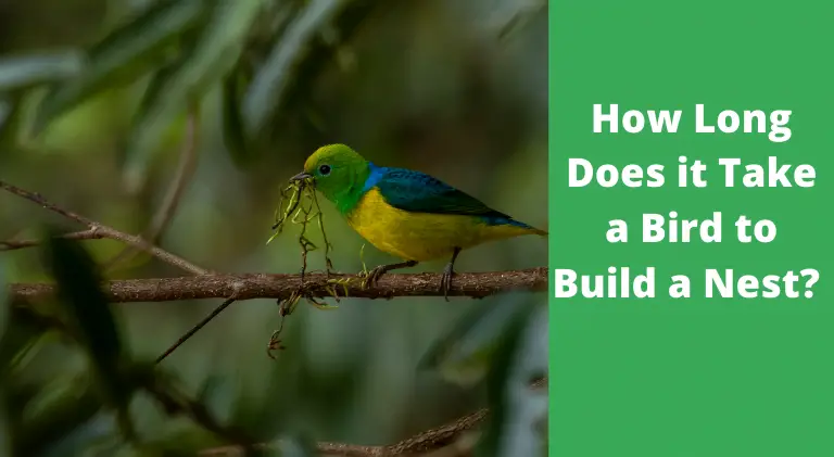 How Long Does it Take a Bird to Build a Nest?