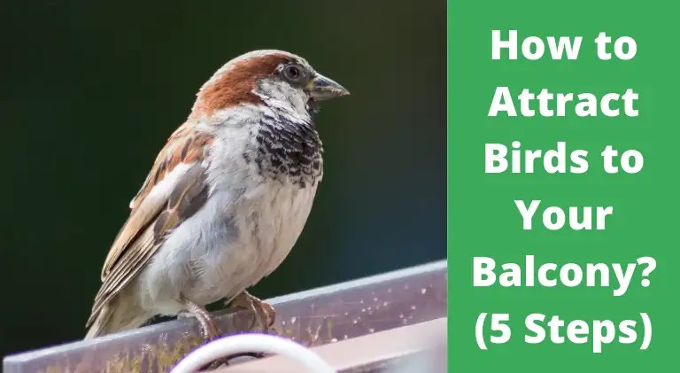 How to Attract Birds to Your Balcony? (5 Steps)