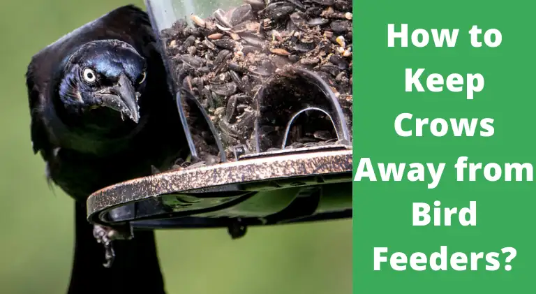 How to Keep Crows Away from Bird Feeders?