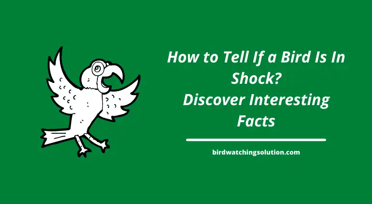 How to Tell If a Bird Is In Shock 