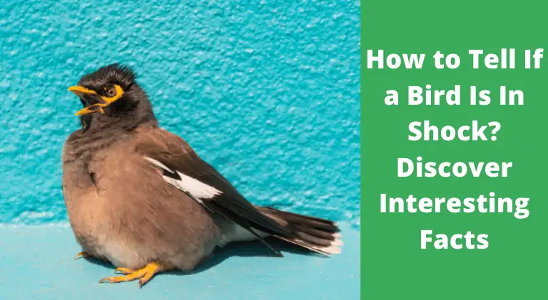 How to Tell If a Bird Is In Shock? – Discover Facts