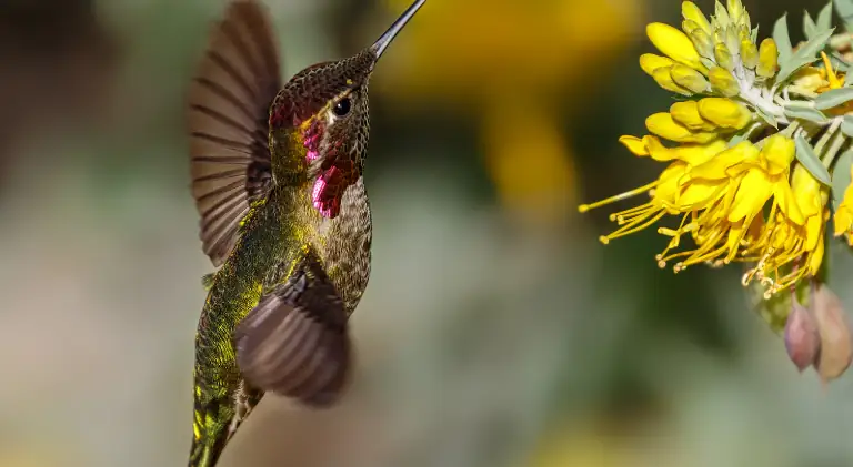 a hummingbird flying straight upwards