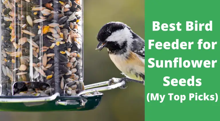 best bird feeder for sunflower seeds