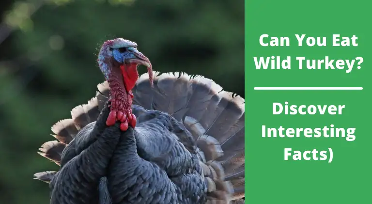 Can You Eat Wild Turkey? – (Facts You Don’t Know)